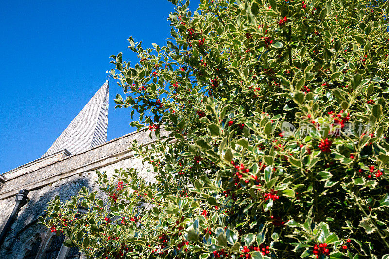 英国普拉克利的Holly Bush